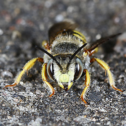 Anthidium oblongatum, M Anthidium oblongatum, M