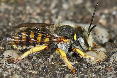 Anthidium oblongatum, M Anthidium oblongatum, M