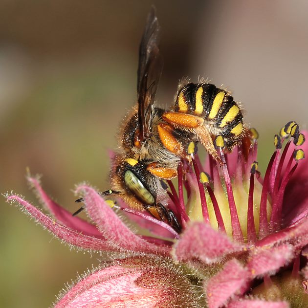 Anthidium oblongatum, W