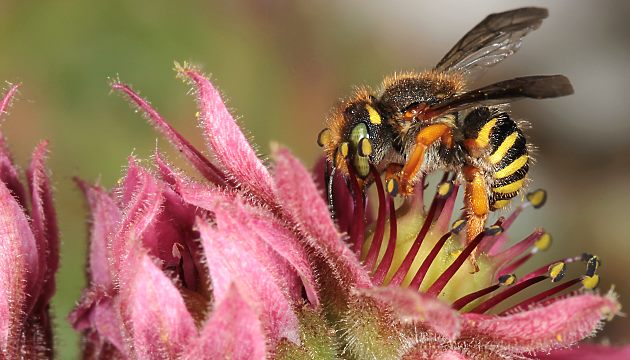 Anthidium oblongatum, W