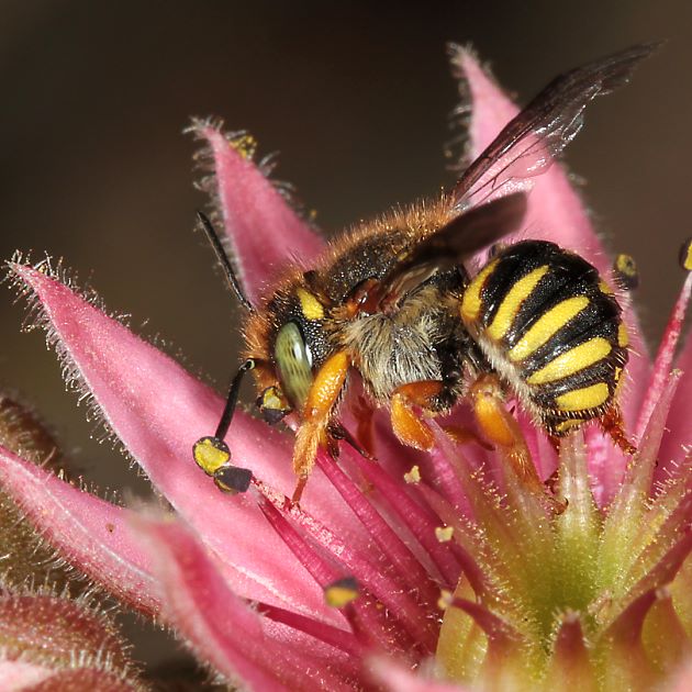 Anthidium oblongatum, W