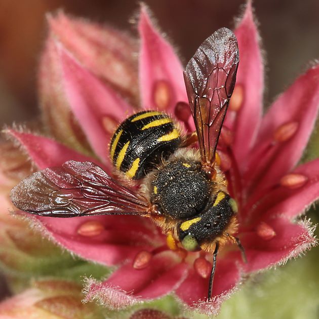 Anthidium oblongatum, W