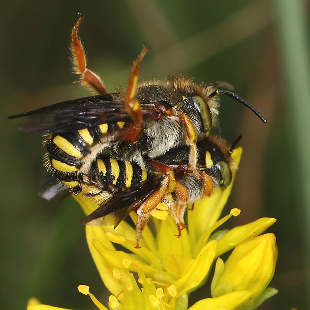 Anthidium oblongatum, MW
