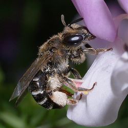 Sandbiene Andrena ovatula, W