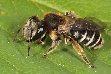 Andrena ovatula, W