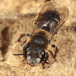 Andrena ovatula, W