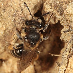 Andrena ovatula, W