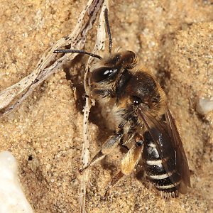 Andrena ovatula, W