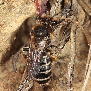 Andrena ovatula, W