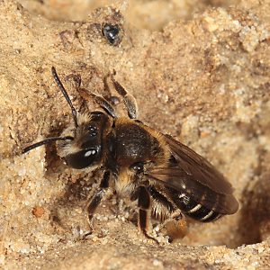 Andrena ovatula, W