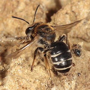 Andrena ovatula, W