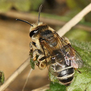 Andrena ovatula, W