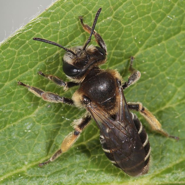 Andrena ovatula, W