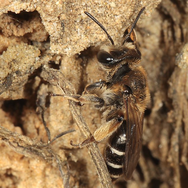 Andrena ovatula, W