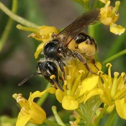 Kohlschwarze Sandbiene (Andrena pilipes), W, an Rorippa (1) Kohlschwarze Sandbiene (Andrena pilipes), W, an Rorippa (1)