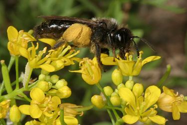 Andrena pilipes, W, an Rorippa (2) Andrena pilipes, W, an Rorippa (2)