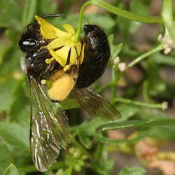 Andrena pilipes, W, an Rorippa (3) Andrena pilipes, W, an Rorippa (3)