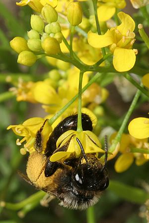 Andrena pilipes, W, an Rorippa (4) Andrena pilipes, W, an Rorippa (4)