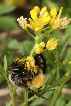 Andrena pilipes, W, an Rorippa (5) Andrena pilipes, W, an Rorippa (5)