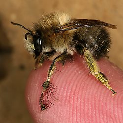 Anthophora plumipes, M - Solingen, 29.3.2009 Anthophora plumipes, M - Solingen, 29.3.2009