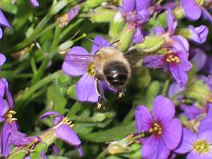 Anthophora plumipes: Rasendschneller Blütenbesuch Anthophora plumipes: Rasendschneller Blütenbesuch