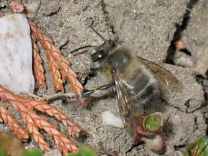 Anthophora plumipes: Ruhepause zwischen den Blütenbesuchen Anthophora plumipes: Ruhepause zwischen den Blütenbesuchen