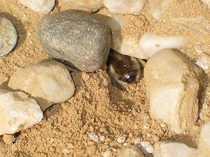 Anthophora-plumipes-W.: Geschafft! Geschafft!