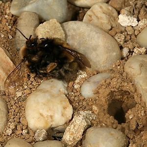 Anthophora plumipes: Streit unter Weibchen ... Anthophora plumipes: Streit unter Weibchen ...