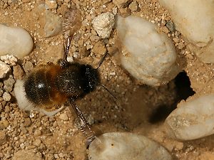 Anthophora-plumipes-W. über seinem Nesteingang Anthophora-plumipes-W. über seinem Nesteingang