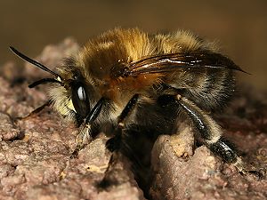 Anthophora-plumipes-M. auf einem Nistblock (Pflanzstein) Anthophora-plumipes-M. auf einem Nistblock (Pflanzstein)