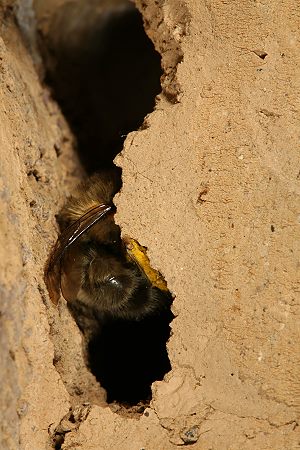 Anthophora plumipes: Minierarbeit am Innenrand ... Anthophora plumipes: Minierarbeit am Innenrand ...