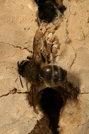 Anthophora plumipes: totes Weibchen Anthophora plumipes: totes Weibchen