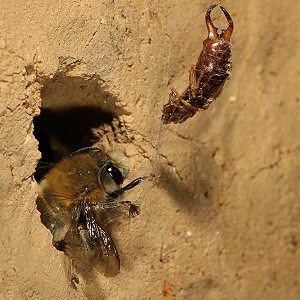 Anthophora plumipes: totes Männchen mit Ohrenkneifer Anthophora plumipes: totes Männchen mit Ohrenkneifer