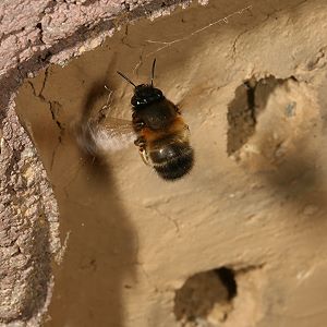 Anthophora plumipes, W fliegend vor Nistwand Anthophora plumipes, W fliegend vor Nistwand
