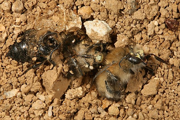 Anthophora plumipes: tote Drohnen am Fuße der Nistwand Anthophora plumipes: tote Drohnen am Fuße der Nistwand