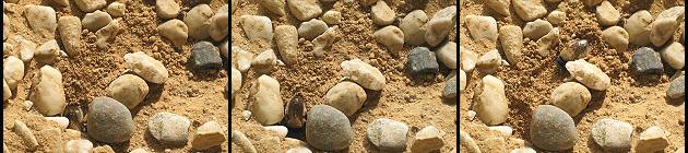 Anthophora plumipes: Weibchen an der Niströhre Anthophora plumipes: Weibchen an der Niströhre