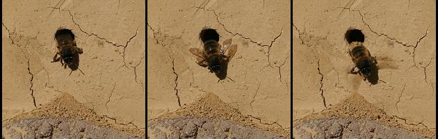 Anthophora-plumipes-W. kommt aus dem Nest (2) Anthophora-plumipes-W. kommt aus dem Nest (2)
