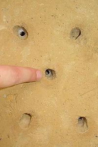 Besiedelte Pelzbienen-Löcher Besiedelte Pelzbienen-Löcher