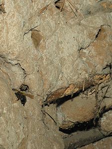 Anthophora plumpes am Nistloch A. plumpes am Nistloch