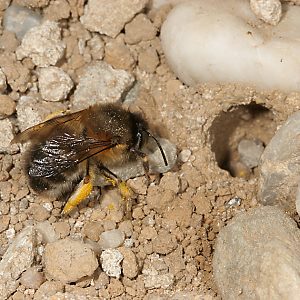 Anthophora plumipes: Aggregation in alter Scheune Anthophora plumipes: Nest-Aggregation in alter Scheune