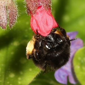 Anthophora plumipes: schwarze Variante Anthophora plumipes: schwarze Variante