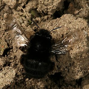 Anthophora plumipes: schwarze Variante im Flug Anthophora plumipes: schwarze Variante im Flug