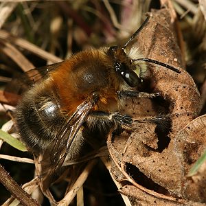 Anthophora plumipes, M: sonnenbadend (1) Anthophora plumipes, M: sonnenbadend (1)