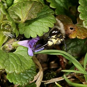 Anthophora plumipes an Gundermann Anthophora plumipes an Gundermann