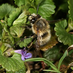 Anthophora plumipes vom Gundermann auffliegend Anthophora plumipes vom Gundermann auffliegend