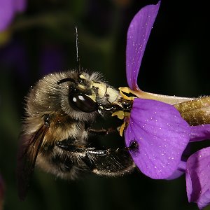 Anthophora plumipes an Blaukissen (2) Anthophora plumipes an Blaukissen (2)