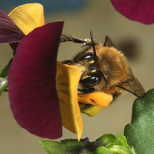 Anthophora plumipes, M an Stiefmütterchen (4) Anthophora plumipes, M an Stiefmütterchen (4)
