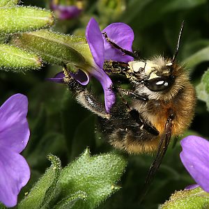 Anthophora plumipes, M an Blaukissen (3) Anthophora plumipes, M an Blaukissen (3)