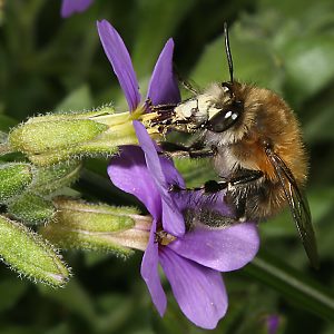 Anthophora plumipes, M an Blaukissen (4) Anthophora plumipes, M an Blaukissen (4)