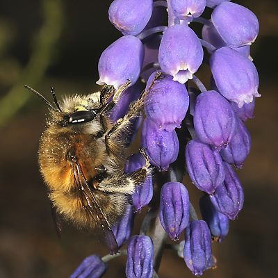 Anthophora plumipes, M an Traubenhyazinthe (2) Anthophora plumipes, M an Traubenhyazinthe (2)